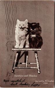 Sunshine and Shadow Kittens Cats c1907 MT Sheahan Postcard D86