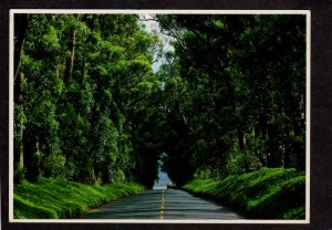 HI Koloa Tree Tunnel Road Kauai Hawaii Postcard