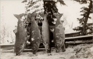 Fish at Cold Lake Alberta Unused G.E. Hill Real Photo Postcard E88 