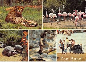 BR86008 zoo basel flamingos gepard pony switzerland animals