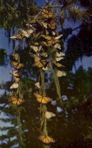 Monarch Butterfly - Pacific Grove, California CA  