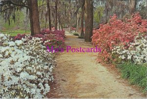 America Postcard - Edisto Gardens, Orangeburg, South Carolina RR20766