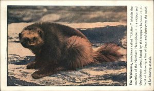 THE WOLVERINE Wild Animal Facts and Image c1910 Postcard 