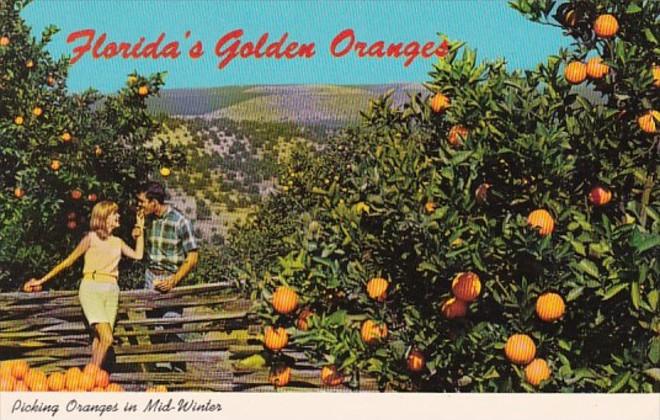 Florida Picking Oranges In Mid-Winter