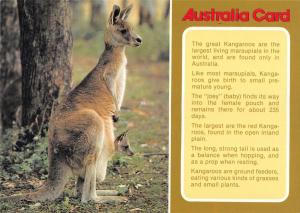 BR100805  australia card kangaroos