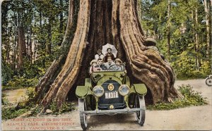 Cadillac Eight Big Hollow Tree Stanley Park Vancouver BC Postcard G33