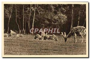 Old Postcard From Cleres Deer Park Zoolofique Pseudaxis Zoo