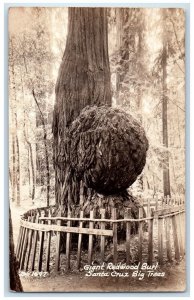 c1940's Giant Redwood Burl Santa Cruz Big Trees Vintage RPPC Photo Postcard
