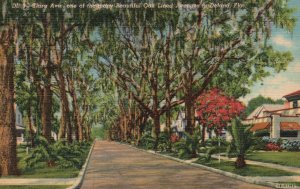 Vintage Postcard 1952 Clara Avenue Oak Trees Lined Pathway Deland Florida FL