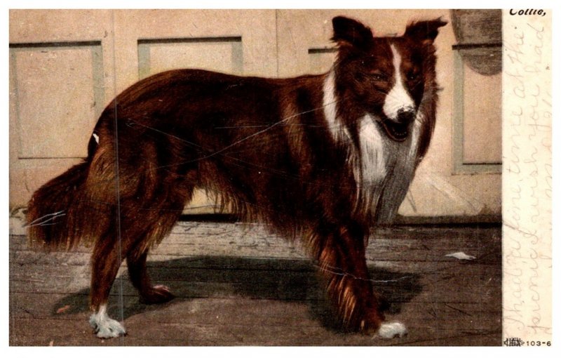 Dog ,  collie