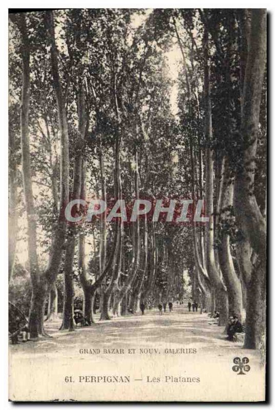 Old Postcard Perpignan Platanes