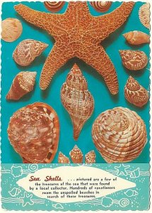 Sea Shells, Treasures Of The Sea, 1976 Chrome Postcard, From Florida