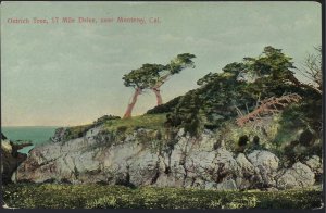 OSTRICH TREE 17 MILE DRIVE MONTEREY COUNTY CALIFORNIA