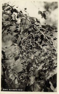 Costa Rica, C.A., Coffee Beans Growing (1940s) RPPC Postcard