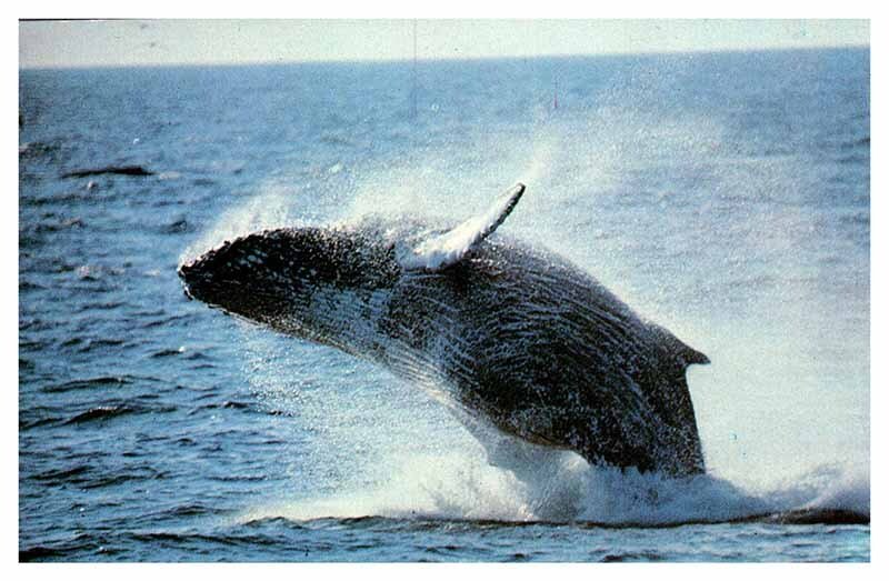 Postcard ANIMAL SCENE State of Massachusetts MA AU0538