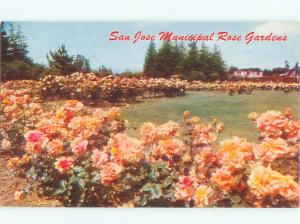 Pre-1980 GARDEN SCENE San Jose California CA AF6352