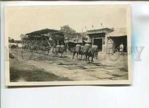 482632 CHINA transportation of crops on donkeys Vintage photo postcard