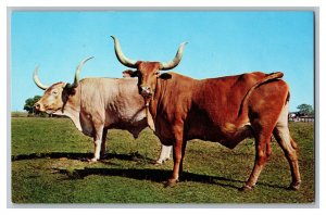 Famous Texas Longhorns LH 7 Ranch Barker Texas Postcard