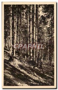 Luchon Super Bagneres - Beautiful pine forest - La Douce France - Old Postcard
