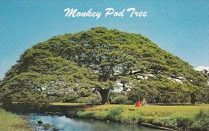 Hawaii Hawaiian Monkey Pod Tree