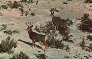 Mule Deer The Muley Postcard 2R3-503