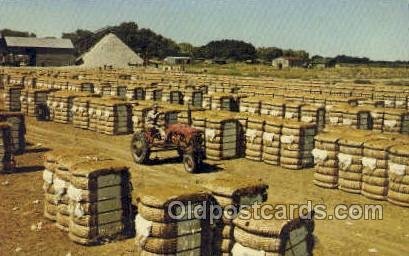 Bales of Cotton Farming Unused 