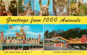 Postcard New York Lake Placid Multi View animals Teich 23-8988