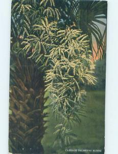 Divided-Back CABBAGE PALMETTO Postmarked Lakeland Florida FL HJ7199