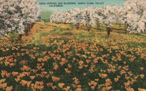 Vintage Postcard 1950's Poppies and Blossoms Santa Clara Valley California CA