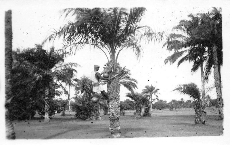 B86478 coconut  types folklore   nigeria africa