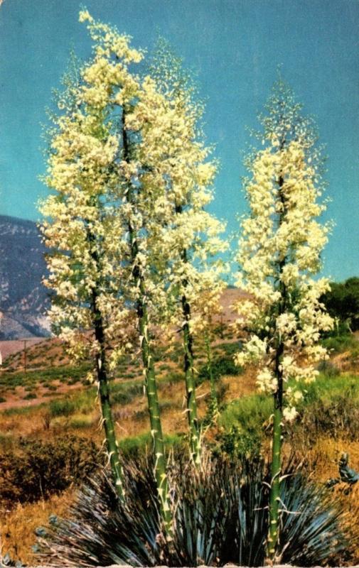 Cactus In Southern California Yucca In Bloom