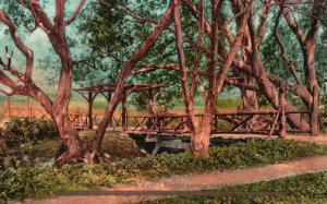 Vintage Postcard 1910's A Rustic Bridge Among The Oak Trees San Francisco Calif.