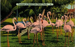 Vtg 1930s Flamingos at Hialeah Park Miami Florida FL Unused Linen Postcard