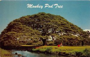 Hawaiian Monkey Pod Tree~Lady & Children Sitting~Used by Island Woodcarvers~'50s