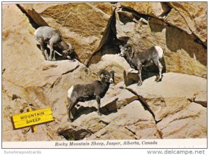 Canada Jasper Rocky Mountain Sheep