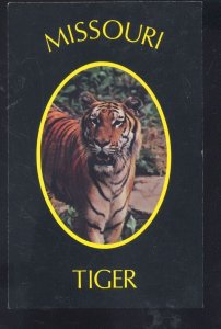 MISSOURI TIGERS FOOTBALL TEAM MASCOT UNIVERSITY TIGER POSTCARD MO.