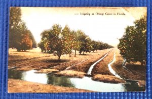 Vintage c1909 Irrigating an Orange Grove in Florida Postcard