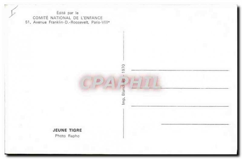 Old Postcard Young Tiger