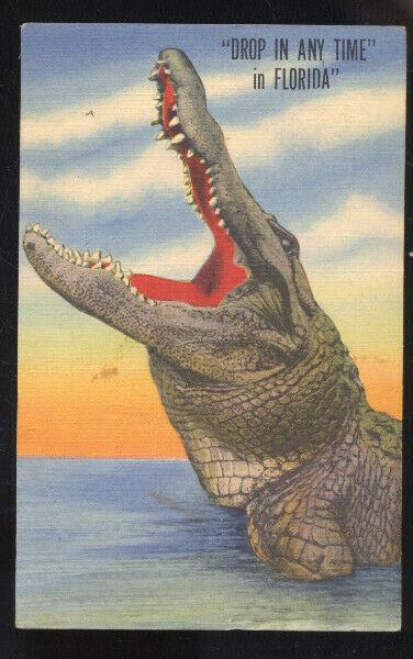 DROP IN ANY TIME IN FLORIDA HUGE ALLIGATOR EAU GALLIE FLA. VINTAGE POSTCARD