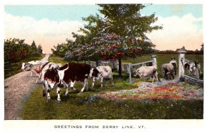 Herd of Cows , derby Line Vermont