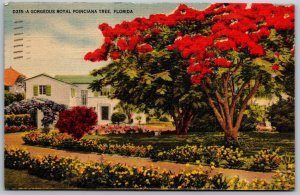 Vtg Florida FL Royal Poinciana Tree Tropical Landscape Miami 1940s View Postcard