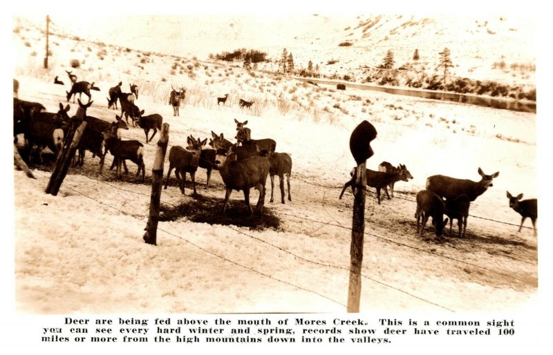 Real Photo Postcard 1930-1950 Deer Being Fed A Mouth Of Mores Creek Idaho Winter