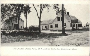 East Bridgewater Massachusetts MA Brockton Dahlia Farm c1910 Vintage Postcard