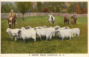 Vintage Postcard 1920's Lots Sheep Animals Scene Near Chestertown New York N.Y.