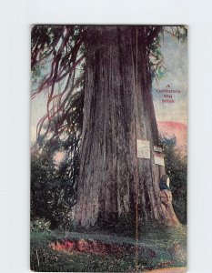 M-190920 A California Big Stick Giant Redwoods Big Trees USA