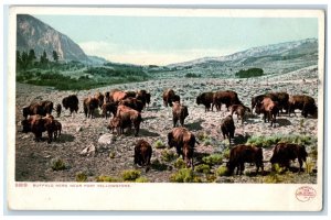 c1905 Buffalo Exterior Hero Fort Yellowstone Wyoming WY Vintage Antique Postcard
