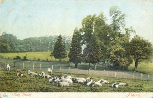Sidcup golf links postcard sheep