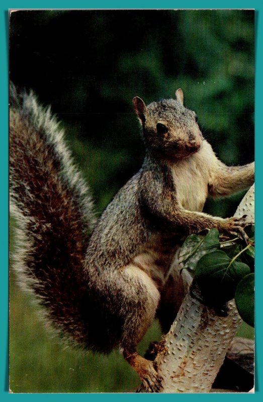 Friendly Grey Squirrel - [MX-763]