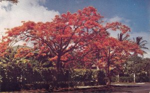 Royal Poinciana Tree Nice vintage Ameroican postcard