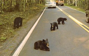 Copper County Bear Family Scene - Misc, Michigan MI